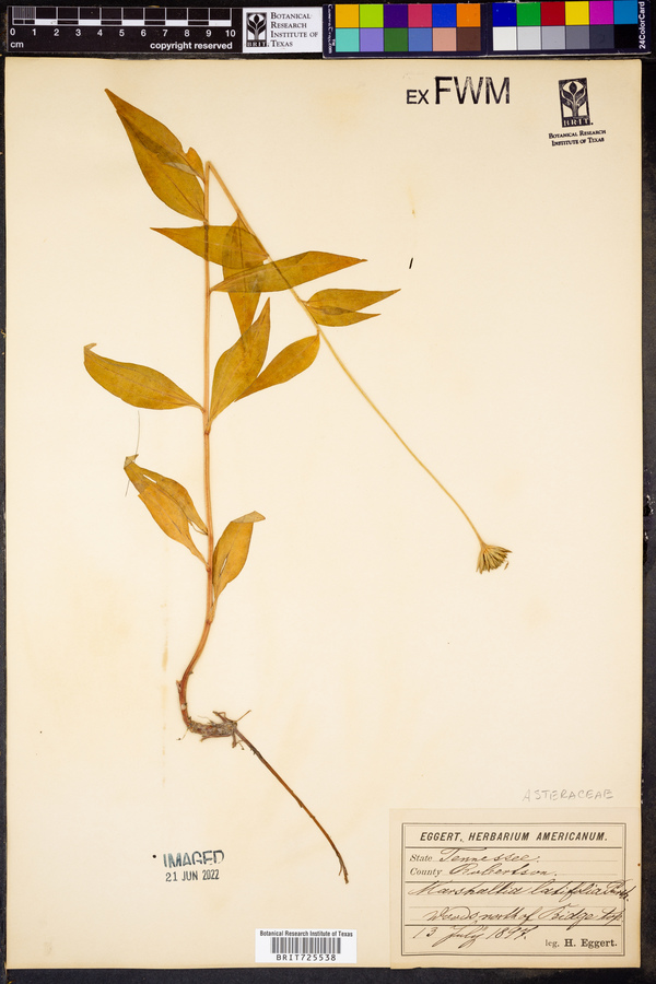 Marshallia latifolia image