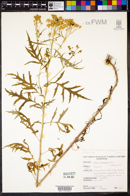 Senecio eremophilus var. macdougalii image