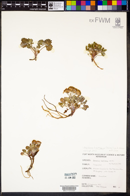 Packera hartiana image