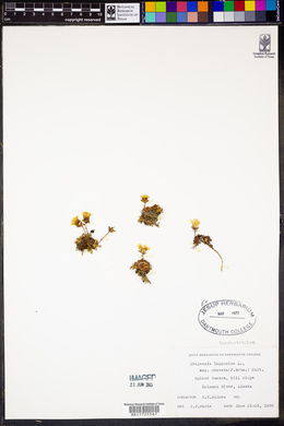 Diapensia lapponica image