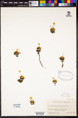Diapensia lapponica image