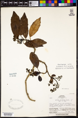 Aucuba japonica image