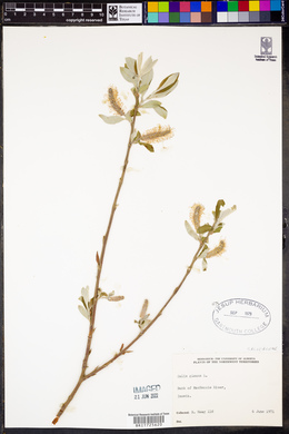 Salix glauca image