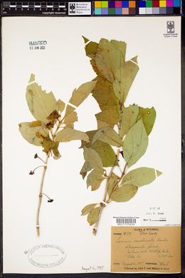 Lonicera involucrata image