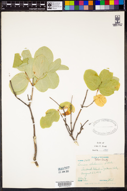 Lonicera utahensis image