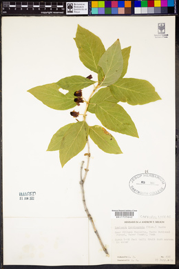Lonicera involucrata image