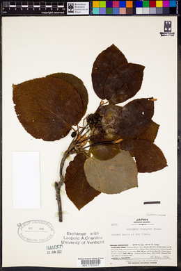 Viburnum furcatum image