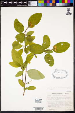 Cornus occidentalis image