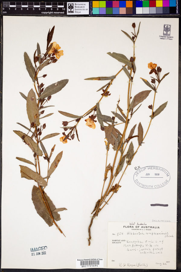 Hibbertia amplexicaulis image