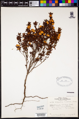 Hibbertia montana image