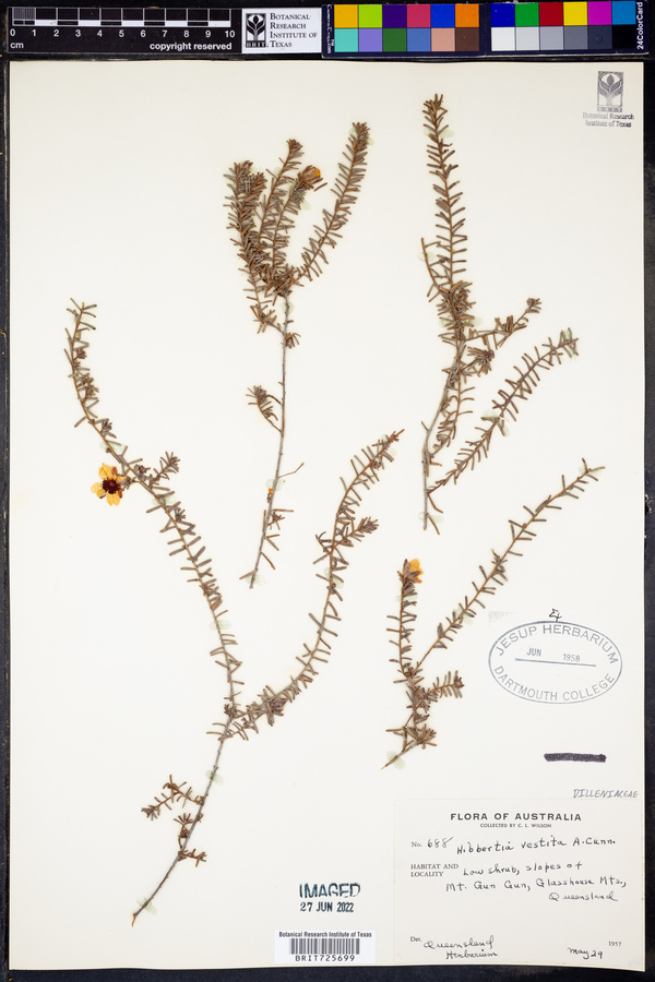 Hibbertia vestita image