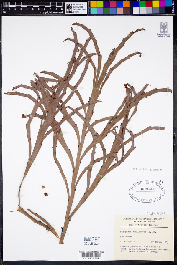 Hibbertia persquamata image
