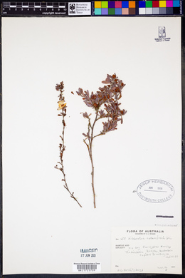 Hibbertia obtusifolia image