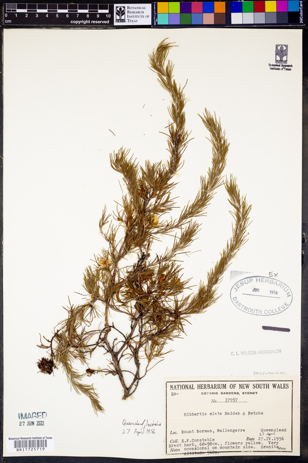 Hibbertia elata image
