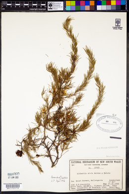Media resource of Hibbertia elata