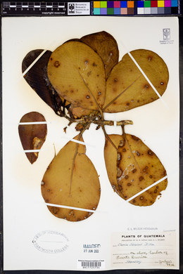 Clusia salvinii image