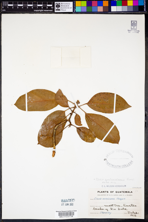 Clusia guatemalensis image