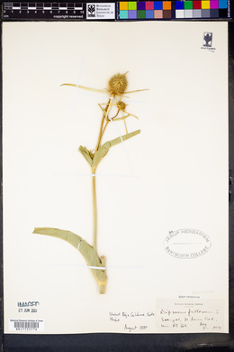 Dipsacus fullonum image