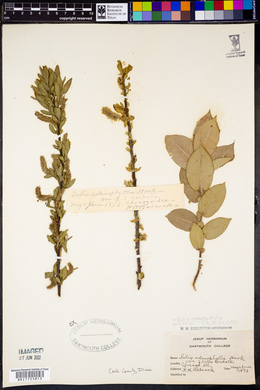 Salix cordata image