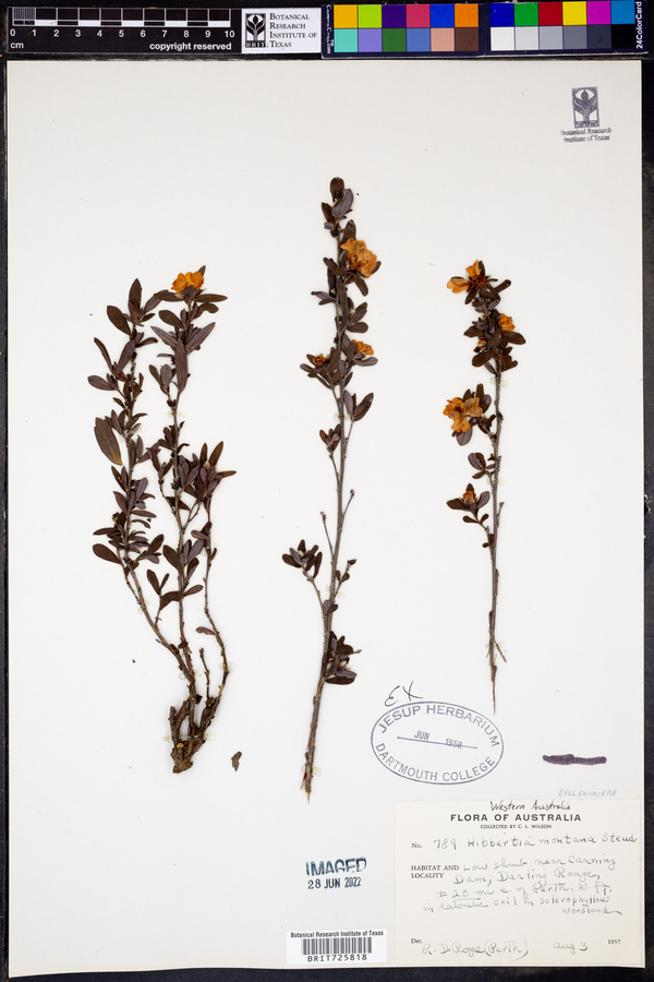 Hibbertia montana image