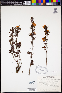 Hibbertia montana image