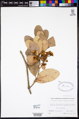 Image Associated With the Occurence
