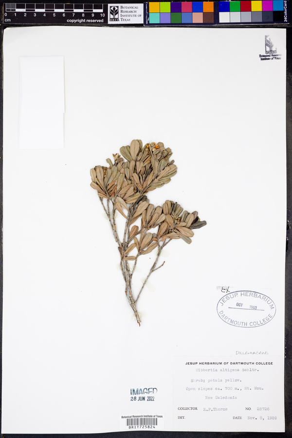 Hibbertia altigena image