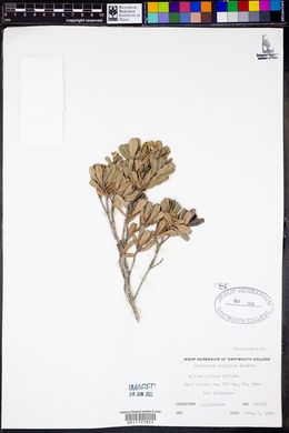 Media resource of Hibbertia altigena