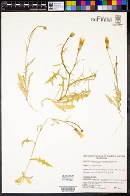 Rafinesquia neomexicana image