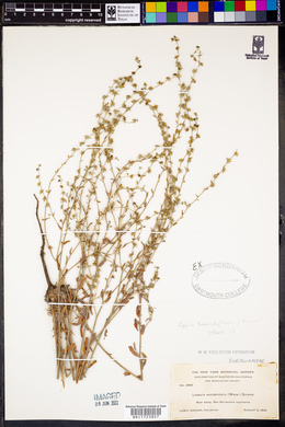 Lappula occidentalis var. occidentalis image