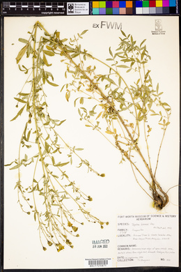 Tagetes lemmonii image