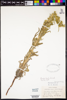 Oreocarya virgata image