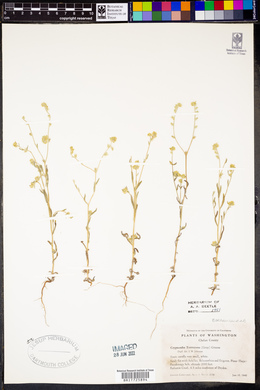 Cryptantha torreyana image