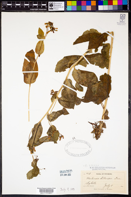 Mertensia sibirica image