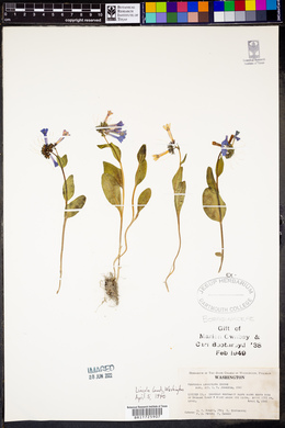 Mertensia longiflora image