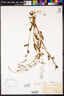 Myosotis laxa image