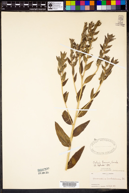 Onosmodium carolinianum image