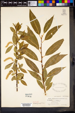 Salix × fragilis image