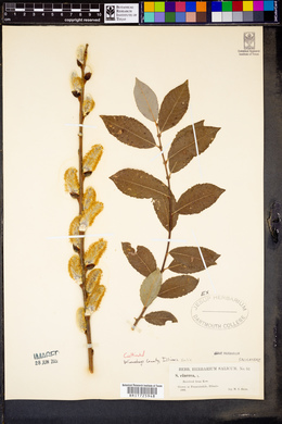 Salix cinerea image