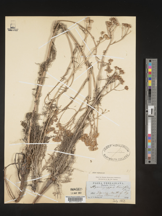 Hymenopappus tenuifolius image