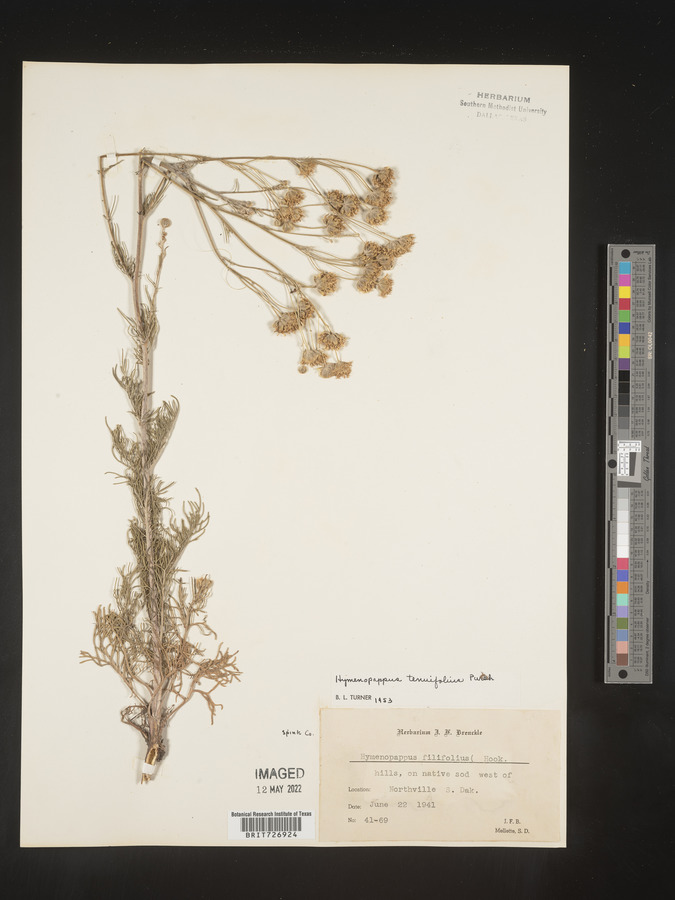 Hymenopappus tenuifolius image