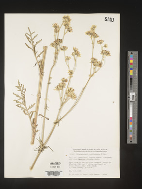 Hymenopappus scabiosaeus image