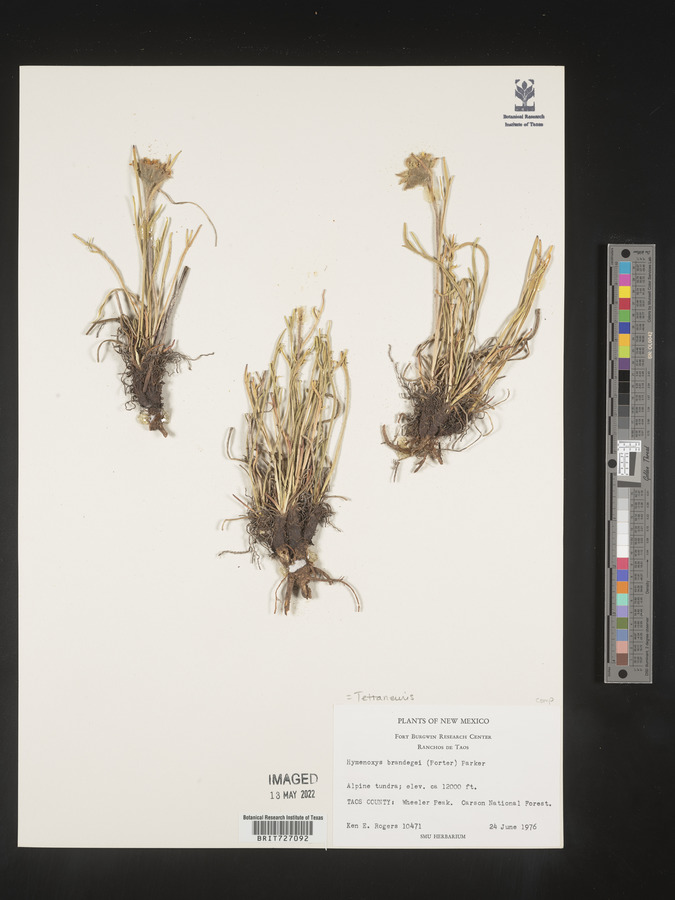 Hymenoxys brandegei image