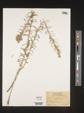 Ionactis linariifolia image