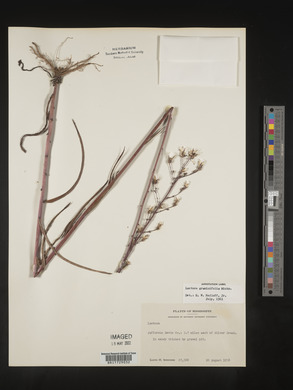 Lactuca graminifolia image