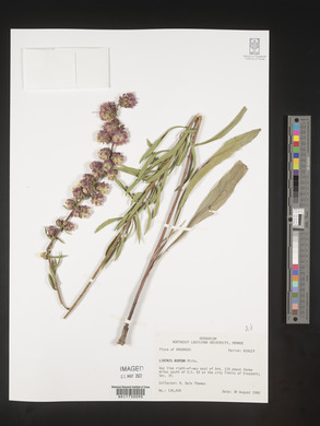 Liatris aspera image