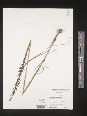 Liatris acidota image