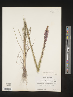 Liatris acidota image