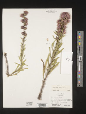 Liatris aspera image