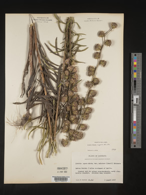 Liatris aspera image